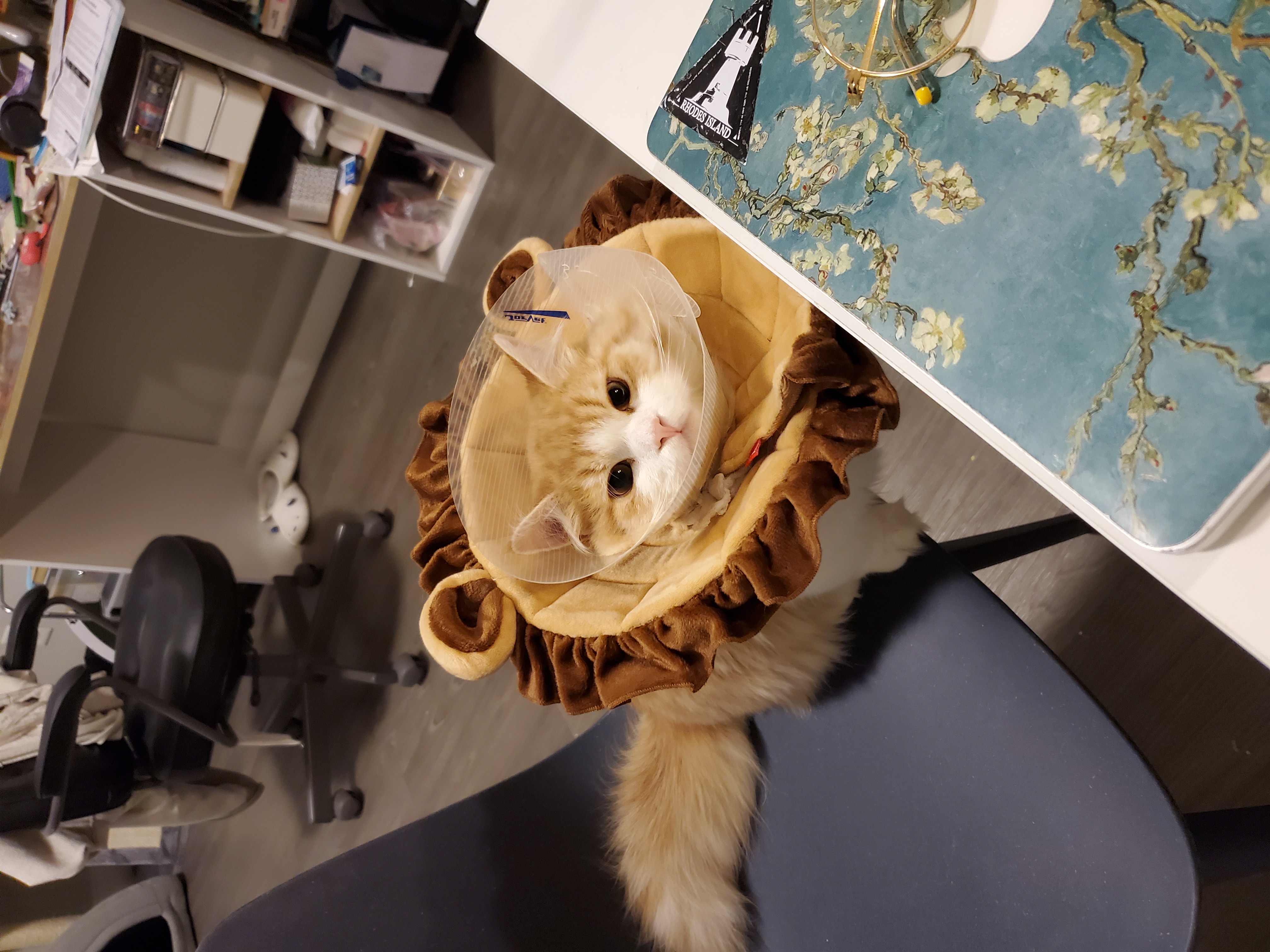 Curry with his Elizabeth Collar